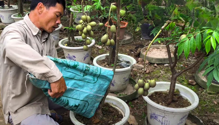 Bón phân cho cây cóc ra quả