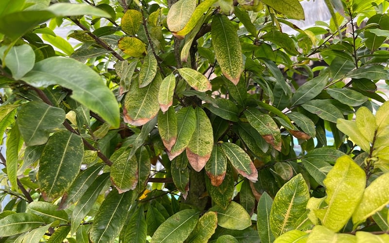 Cây Mai bị héo lá