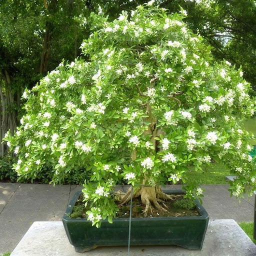 Cây Nguyệt Quế hợp mệnh gì?