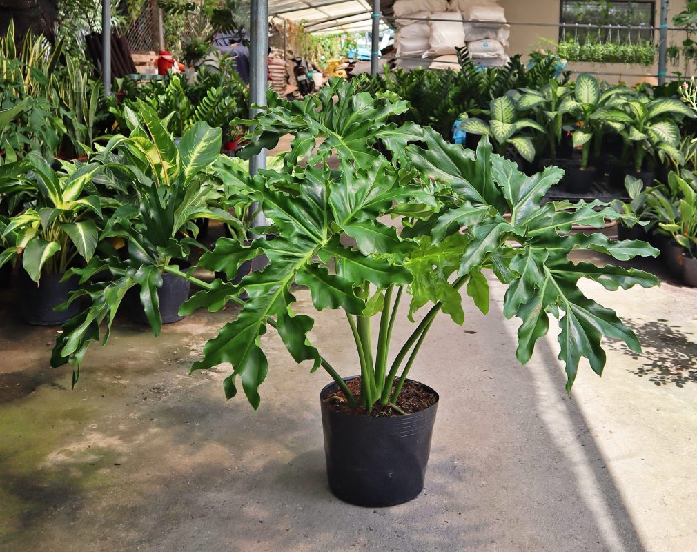 Cây Trầu Bà Thanh Xuân