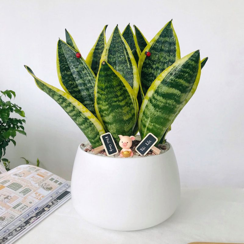 Cây lưỡi hổ có độc không?