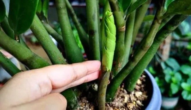 Chăm sóc sau khi cây kim tiền nở hoa