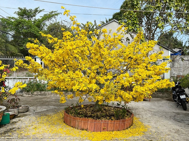 Công dụng và ứng dụng của cây mai giảo