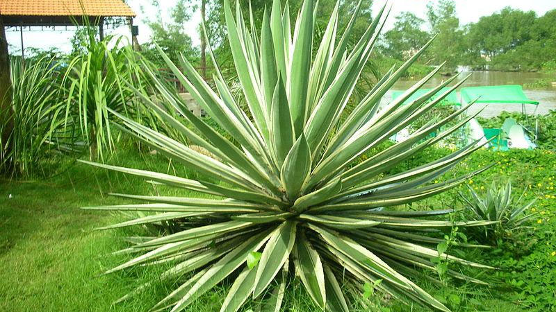 Phong thủy cây dứa Nam Mỹ