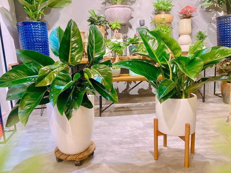 Trầu bà đế vương xanh hợp mệnh gì