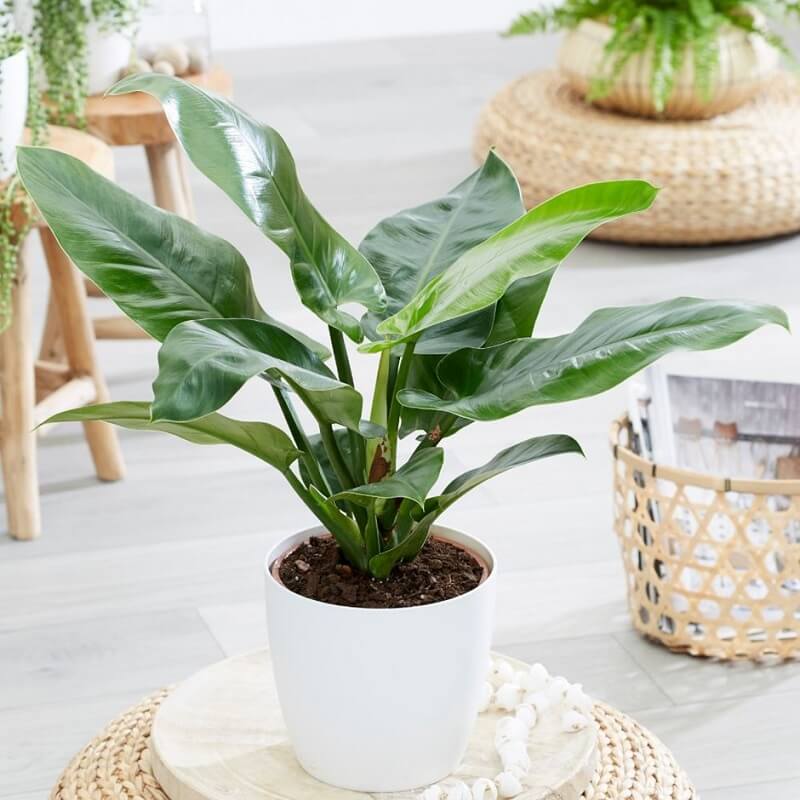 Trầu bà đế vương xanh hợp mệnh gì