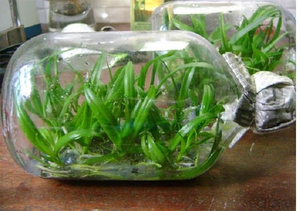 cách trồng lan giả hạc cấy mô