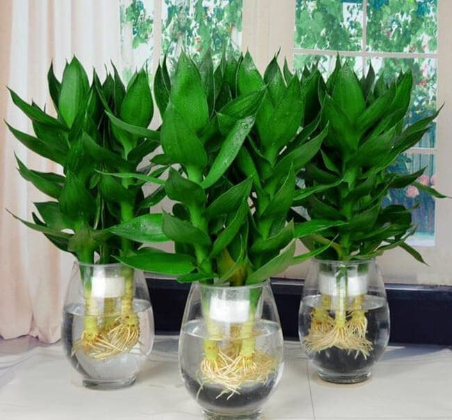 cây phát tài có độc không?