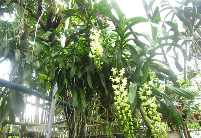 cây quế lan hương đột biến
