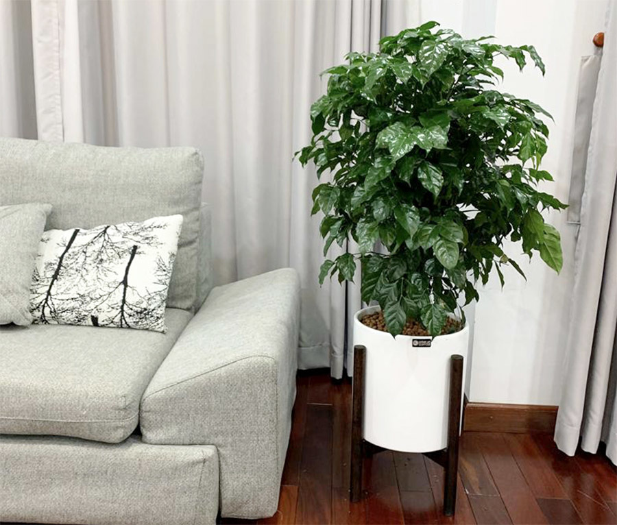 cách chăm sóc cây hạnh phúc trồng trong nhà