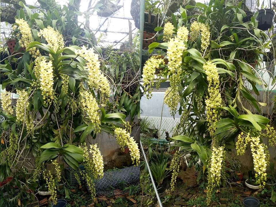 quế lan hương đột biến