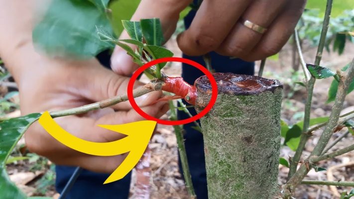 Cách ghép mai kỹ thuật và bí quyết