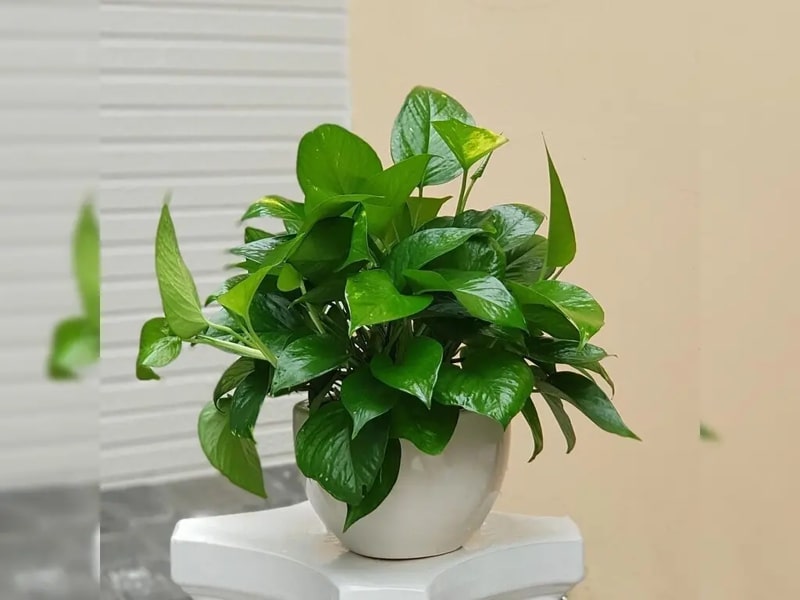 Cây Trầu Bà hợp mệnh gì?