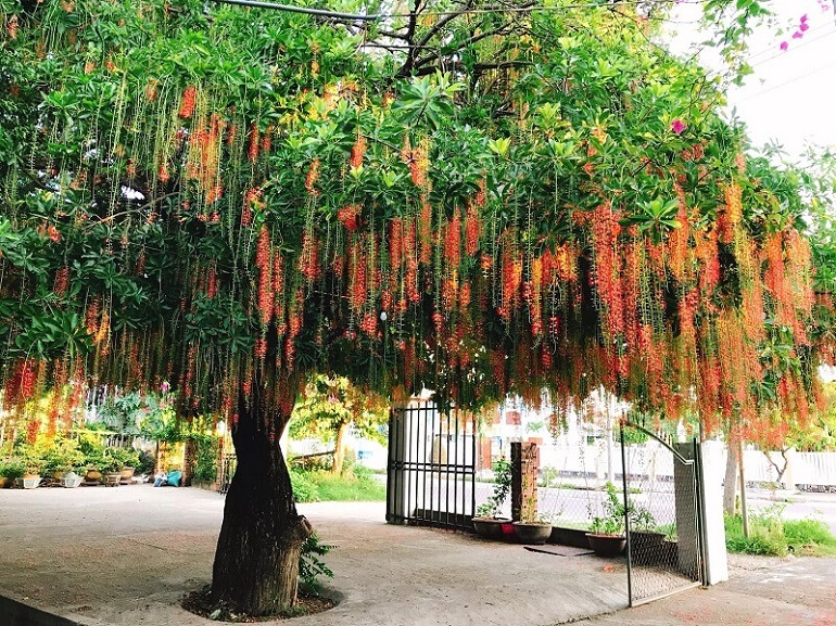 Cây lộc vừng rễ cọc hay rễ chùm