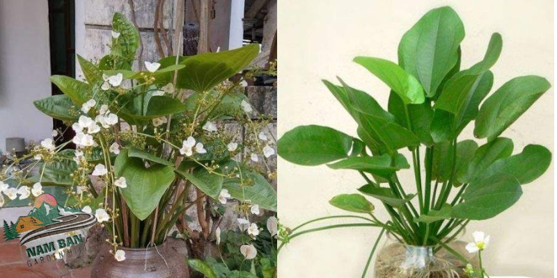 Bách thủy tiên