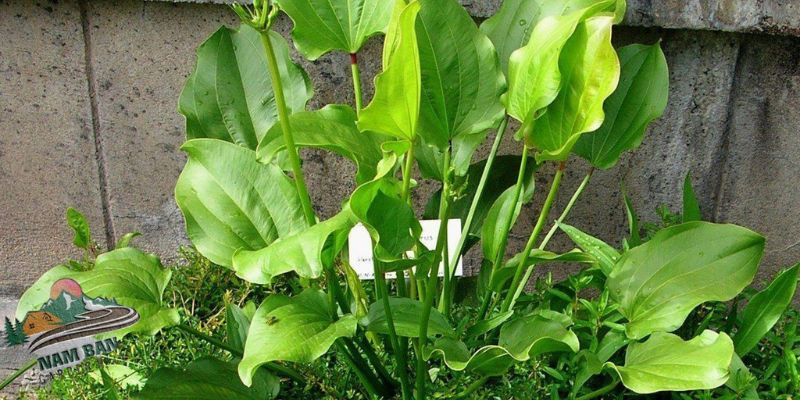 Bách thủy tiên