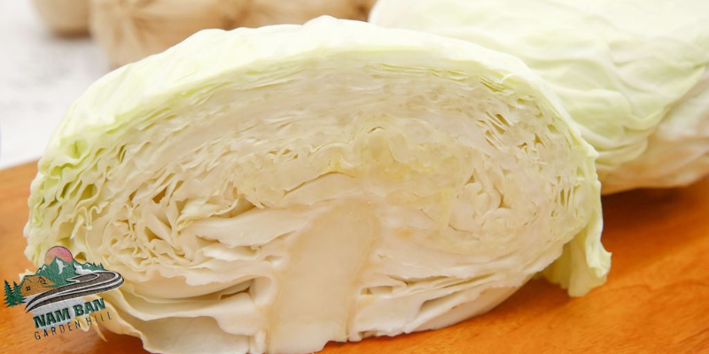 Bắp cải trắng