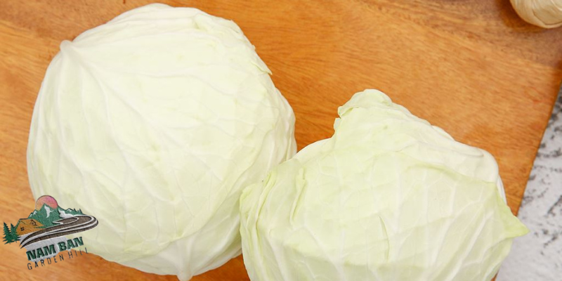 Bắp cải trắng