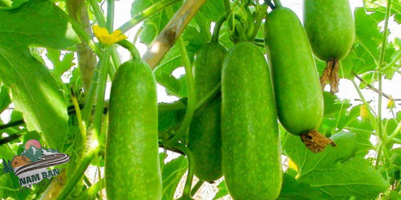 Bí xanh