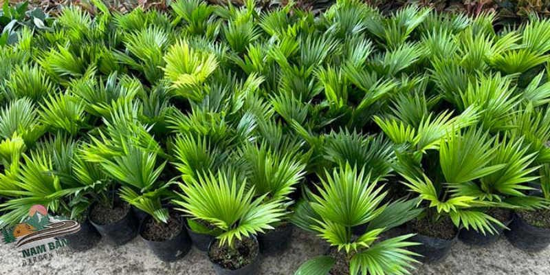 cây cọ nhật