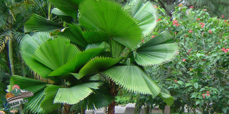 cây cọ nhật