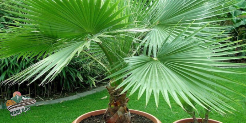 cây cọ nhật