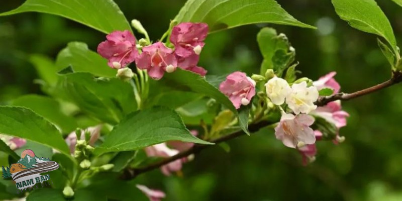cây đại cát
