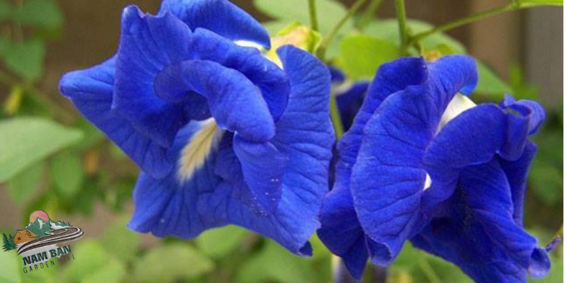 hoa biếc là gì