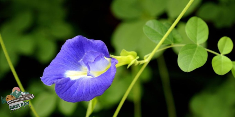 hoa biếc là gì