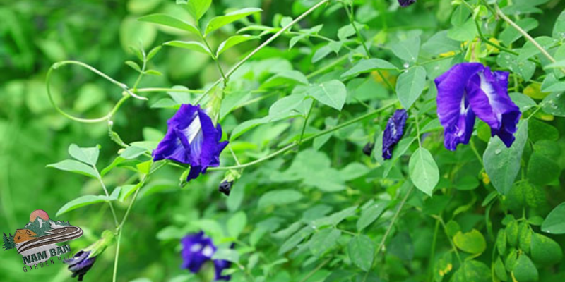 hoa biếc là gì