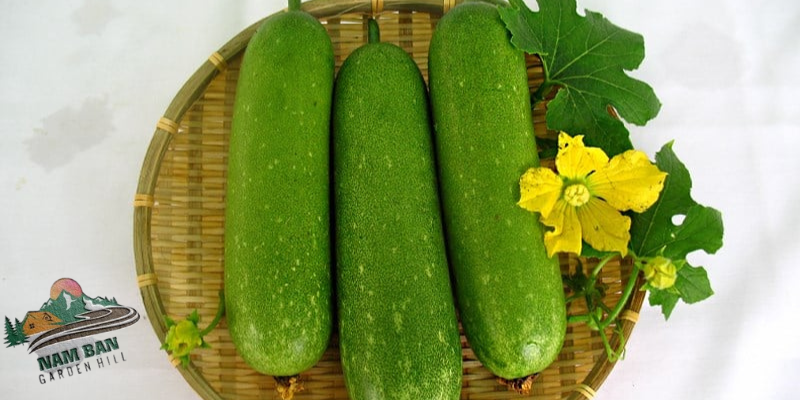 quả bí