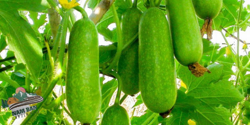 quả bí